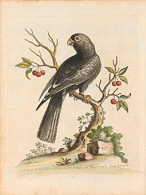 George Edwards, Birds I Singapore Plate 5