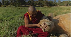 Geshe Phelgye with Cow