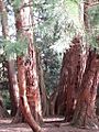Giant Redwoods in the Castlewellan Castle Arboretum (geograph 2842154)