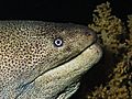 Giant moray from the Red Sea