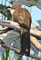 Great Lizard-cuckoo (Coccyzus merlini), cropped