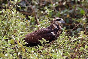 Great black hawk Facts for Kids