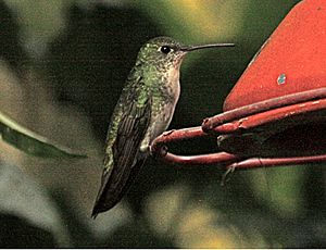 Green-and-White Hummingbird.jpg