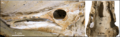 Griphognathus whitei skull