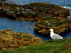 Picture of a gull resting on the cliffs between Whitburn and Marsden