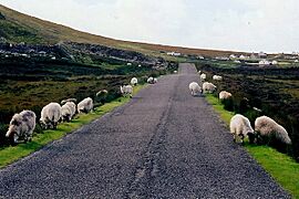 Gweedore area - Sheep grazing along R257 - geograph.org.uk - 1337991
