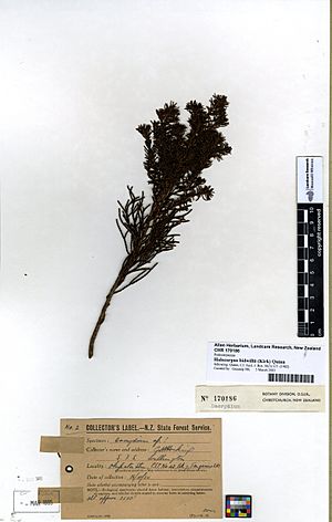 Halocarpus bidwillii herbarium specimen