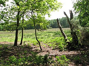 Hoe Rough Nature Reserve - geograph.org.uk - 1310170.jpg
