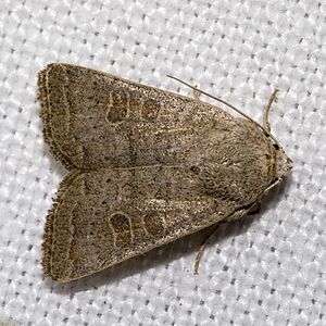 Hoplodrina.ambigua.7584