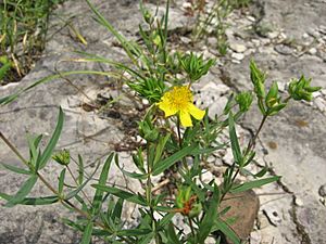 Hypericum dolabriforme.jpg