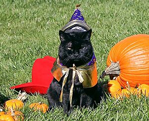 India the Cat Miss Beazley and Barney Halloween 2007 (cropped)