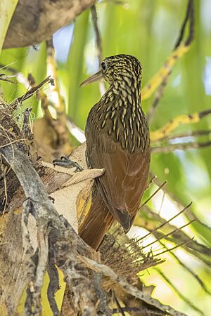 Ivory-billed woodcreeper (Xiphorhynchus flavigaster eburneirostris) Peten