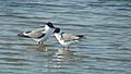 Laughing Gulls