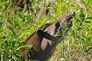 Lowland Tapir (Tapirus terrestris) browsing leaves ... (27931351641)