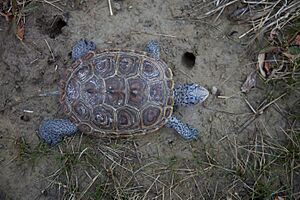 Malaclemys terrapin diamondback terrapin turtle animal
