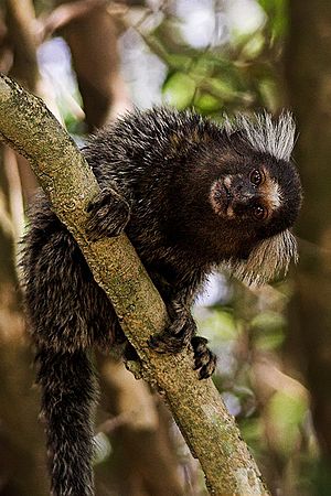 Common marmoset ("Callithrix jacchus") at Tibau do Sul, Rio Grande do Norte