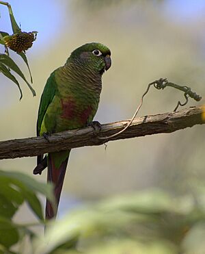 Maroon-bellied Conure (Pyrrhura frontalis) -Sao Paulo.jpg