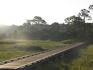 Marsh Boardwalk