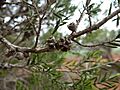 Melaleuca delta (fruits)