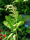 Melanthium virginicum - Coastal Maine Botanical Gardens - DSC03154
