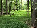 Microstegium vimineum - Greenbelt MD