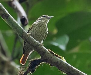 Microxenops milleri - Rufous-tailed Xenops; Manacapuru, Amazonas, Brazil.jpg