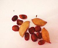 Millettia pinnata seed and pods