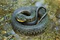 Mississippi Green Water Snake