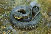 Mississippi Green Water Snake.jpg
