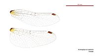 Nannophya occidentalis female wings (34928462861)