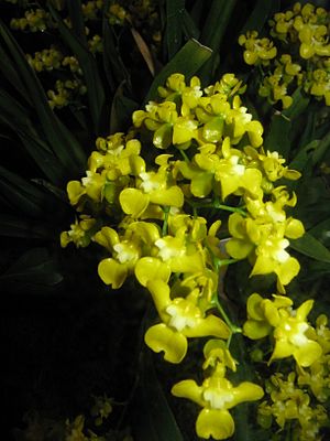 Oncidium cheirophorum1.jpg