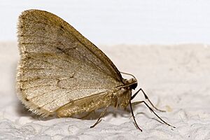Operophtera.brumata.6962