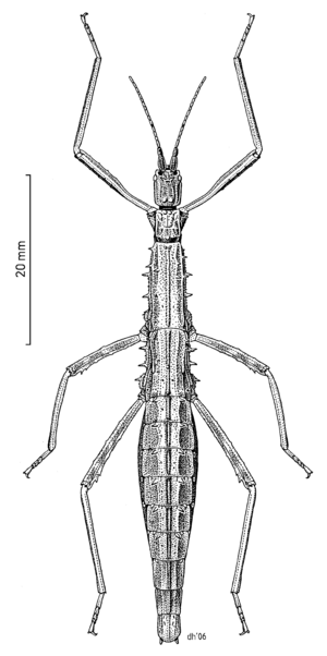 PHAS Micrarchus nsp