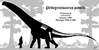 Pellegrinisaurus Skeleton reconstruction.jpg
