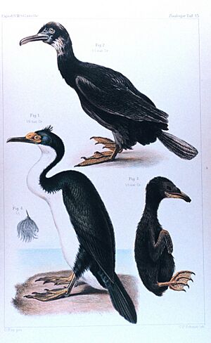 Phalacrocorax verrucosus.jpg