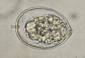 Phytophthora cactorum