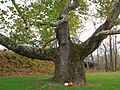 Pinchot Sycamore with pumpkins, Simsbury, CT - Halloween 2012