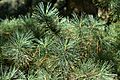 Pinus koraiensis (Korean Pine) - Flickr - S. Rae