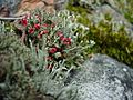 Plants flowers ice rocks lichens 209