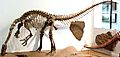 Plateosaurus Skelett 1