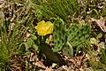 Prickly pear at Sugarloaf Hill, NY
