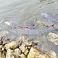 Princeton sturgeon1