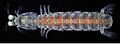 Pullosquilla thomassini (10.3897-zookeys.721.20588) Figure 4