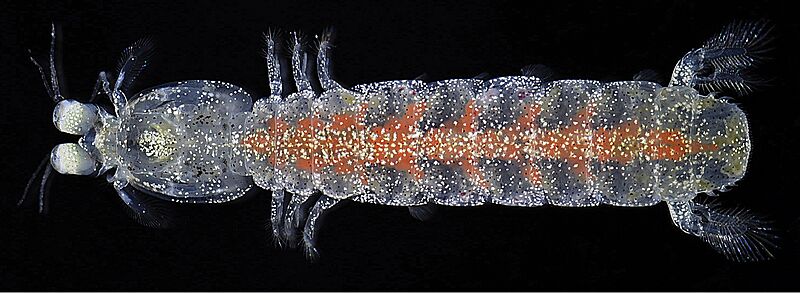 Pullosquilla thomassini (10.3897-zookeys.721.20588) Figure 4