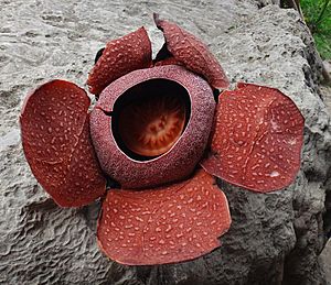 Rafflesia (R. speciosa) in Miagao