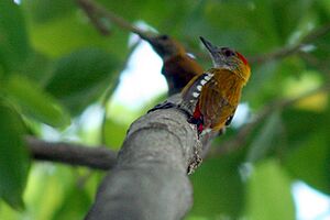 Red-Rumped Woodpecker (Veniliornis kirkii).jpg