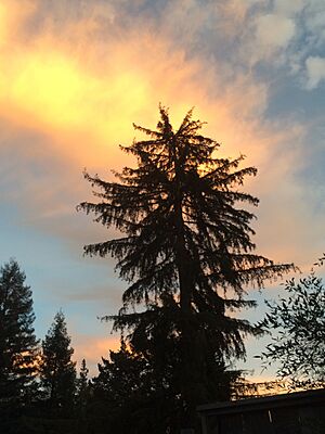 Redwood tree in Montclair District, Oakland CA