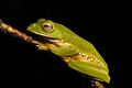 Rhacophorus pseudomalabaricus