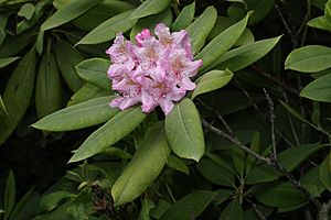 Rhododendron macrophyllum 4861.JPG