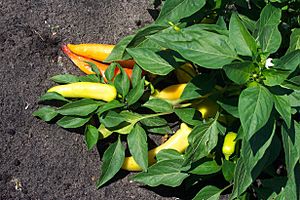 Ripe Banana Pepper Plant